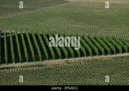 geometric composition of fruit trees in orchard, Sicily, Italy Stock Photo