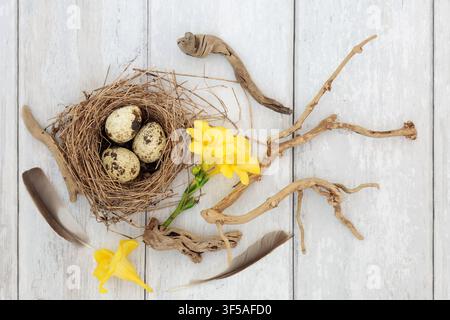 Quail eggs in bird nest with spring freesia flowers, natural objects of feathers, driftwood on rustic wood background. Springtime healthy gourmet food Stock Photo