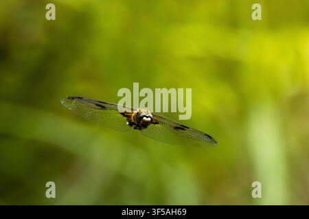 Four-spotted chaser dragonfly gliding mid-air in Tyrol Stock Photo