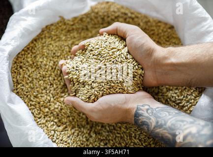 Man Holding Unrecognizable Grain Barley In Hands, Grain Storage Concept Stock Photo
