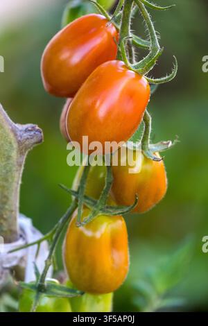 Roma tomato bunch Stock Photo