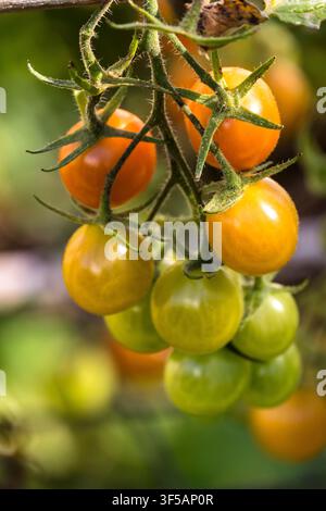 Bunch of cherry tomatoes Stock Photo