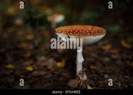 Red and white Amanita muscaria mushroom grows on the forest floor amidst colorful autumn leaves. Concept of forest ecology, toxic fungi, seasonal autumn nature, fairy tale woodland aesthetics, Stock Photo