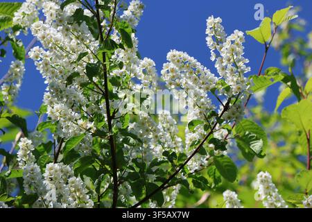 White bird cherry blossoms in spring Stock Photo
