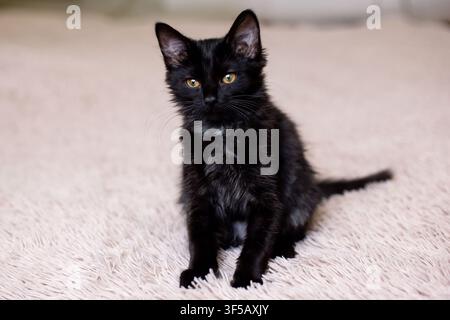 Small black kitten with bright yellow eyes sitting on a light brown textured surface. The image captures a curious and gentle expression in soft natural light Stock Photo