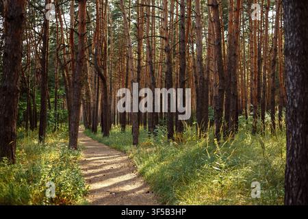 Sunlit pathway through a dense pine forest with tall vertical tree trunks in late afternoon sunlight. Scenic woodland hiking trail, golden hour nature walk, forestry conservation and outdoor adventure Stock Photo