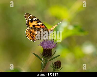 Painted lady butterfly (Vanessa cardui) during summer 2026, nectaring on knapweed flower Hampshire, England, UK Stock Photo