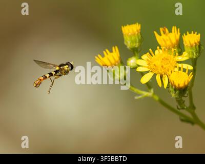 Long hoverfly (Sphaerophoria scripta) hovering on approach to ragwort wildflowers to feed, Summer, England, UK Stock Photo