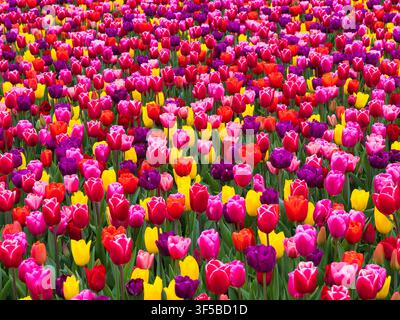 A vibrant mass of pink red yellow orange and purple tulips blooms across Dutch bulbfields in the Netherlands Stock Photo