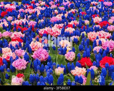 Vibrant blue grape hyacinths and fringed pink red tulips bloom in a dense spring bulbfield in the Netherlands Stock Photo