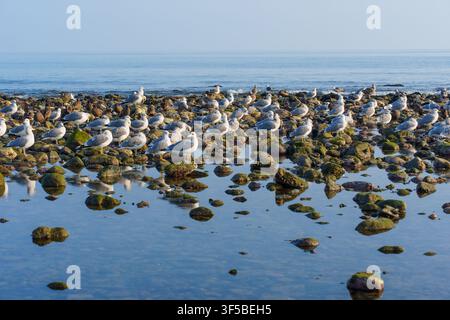 Seagulls congregate on moss-covered rocks along the tranquil shoreline of Malibu, California, with their figures reflecting in the calm, shallow water Stock Photo