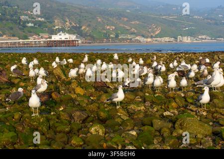Seagulls gather on a moss-covered rocky shoreline during low tide, with the historic Malibu Pier and coastal mountains of California visible under a s Stock Photo