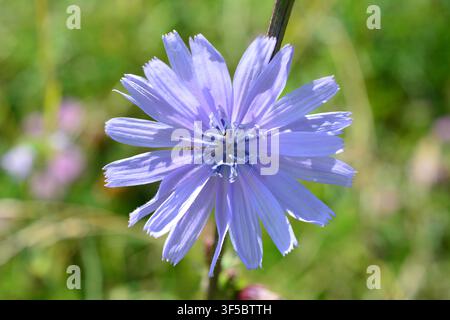 Blue Chicory Flowers Blooming in a Meadow Stock Photo