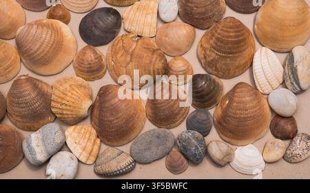 Arranged Flat Lay of Cockle and Clam Shells with Smooth Pebbles on a Neutral Sand Coloured Surface — Concept: Styled Coastal Still Life Stock Photo