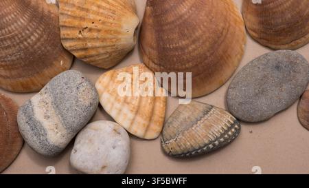 Arranged Flat Lay of Cockle and Clam Shells with Smooth Pebbles on a Neutral Sand Coloured Surface — Concept: Styled Coastal Still Life Stock Photo