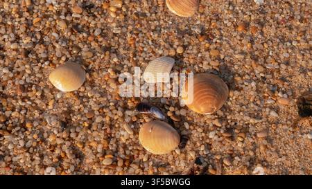 Scattered Cockle Shells and a Blue Mussel Fragment on Coarse Amber Beach Gravel in Warm Light — Concept: Coastal Macro Texture, Beachcombing Detail Stock Photo