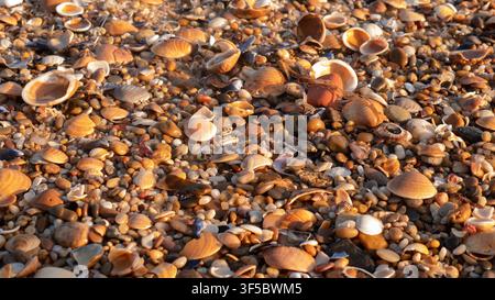 Beachcombing Detail with Cockle Shells, Barnacle Encrusted Mussels, Sea Glass and Amber Pebbles on a Shingle Shore — Concept: Coastal Treasure Hunting Stock Photo