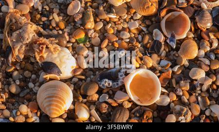 Beachcombing Detail with Cockle Shells, Barnacle Encrusted Mussels, Sea Glass and Amber Pebbles on a Shingle Shore — Concept: Coastal Treasure Hunting Stock Photo