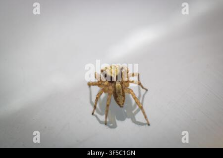 Tiny Jumping Spider (Salticidae) Macro Portrait on White Surface – Detailed Close-Up of Curious Arachnid Stock Photo