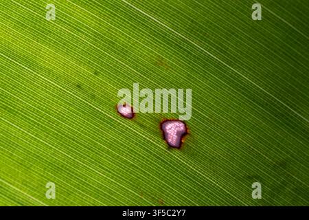 Early-stage fungal leaf spot lesions on a banana (Musa sp.) leaf, pale centres ringed with dark margins, Cairo garden, Egypt. Stock Photo