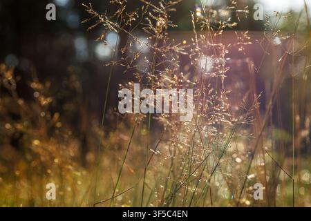 Delicate spider web covered with dew droplets glowing in backlight among grass and woodland vegetation near Vilniemi in Hamina, Finland. Soft bokeh Stock Photo