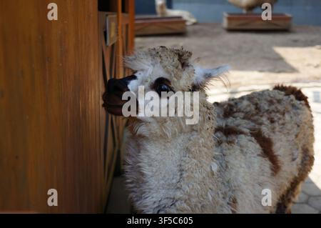 Close up of cute brown alpaca head with thick fleece fur in petting zoo Stock Photo