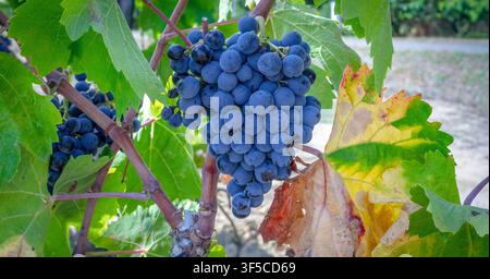 Dark Blue Wine Grapes Growing Among Colorful Vine Leaves Stock Photo