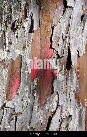 A macro photograph of rough, textured tree trunk featuring peeling layers of gray and brown bark revealing vibrant red inner wood underneath. Stock Photo