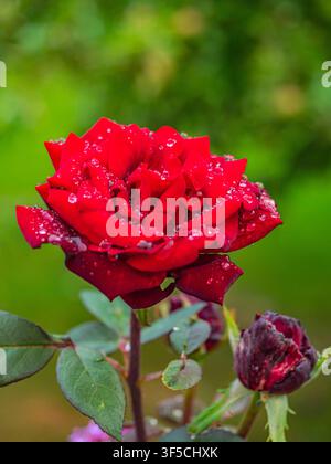 Bright red rose flower covered with clear raindrops blooming on a stem in Coesfeld, Germany Stock Photo