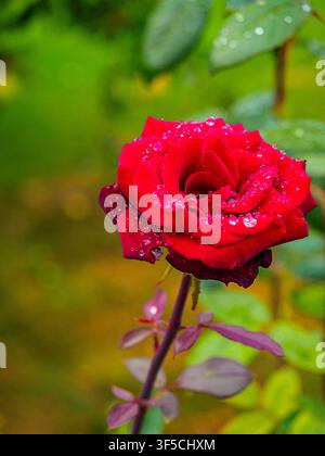 Deep red rose covered with fresh water droplets blooming on stem in Coesfeld, Germany Stock Photo