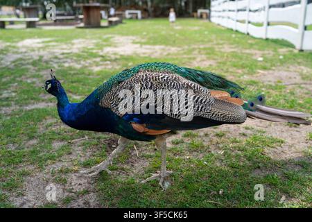 Peacock walks across grass, feathers shimmering. Its neck is deep blue, wings patterned with gold and black. Tail feathers curl behind, trailing soft Stock Photo