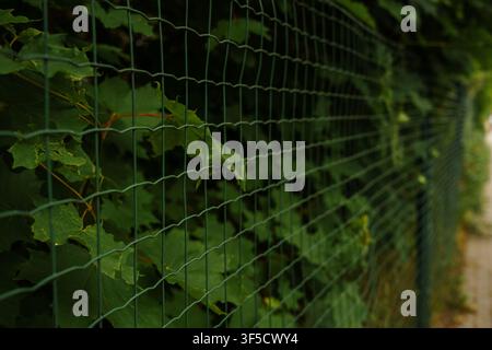 Close up perspective shot of a dark green wire mesh fence partially obscured by lush green leaves, architectural barrier, urban greenery, security fencing, nature encroaching on structure Stock Photo