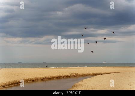Flock of birds flying over a sandy beach under a dramatic grey overcast sky and calm ocean horizon, coastal wildlife, stormy maritime weather, minimalist nature landscape photography Stock Photo