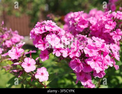 Lush magenta phlox paniculata flower clusters blooming in summer garden. Dense pink blossoms form rich natural texture under bright sun. Beautiful Stock Photo