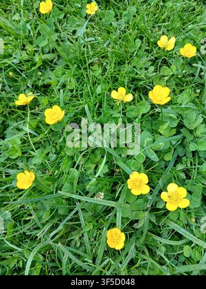 Top down perspective of vivid yellow ranunculus blooming on a dense lush green turf background Stock Photo