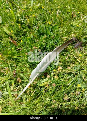 A detailed high-angle shot of a single grey bird feather lying abandoned on a wet green lawn with blades of field grass Stock Photo