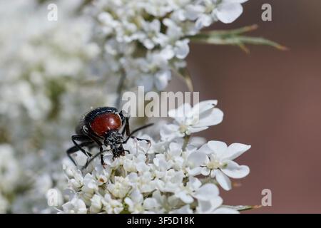 Beetle covered in pollen feeding and pollinating small white flowers Stock Photo
