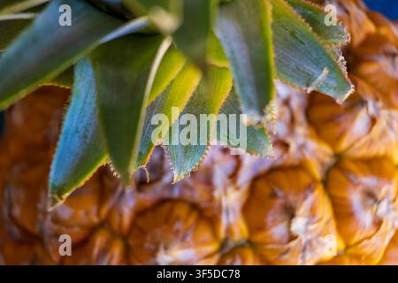 Fresh pineapple from the Amazon Rainforest region of Brazil, vibrant yellow with incredible texture and symmetry patterns. Stock Photo