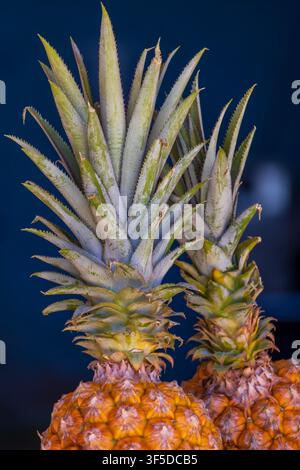 Fresh pineapple from the Amazon Rainforest region of Brazil, vibrant yellow with incredible texture and symmetry patterns. Stock Photo
