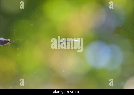 Detailed closeup of a small windshield impact crack with soft green bokeh background and shallow depth of field. Abstract damage texture concept suita Stock Photo