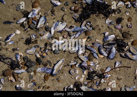Abundance of seashells and pebbles scattered on sandy beach Stock Photo