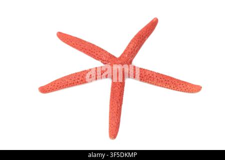 Starfish isolated on white background Stock Photo