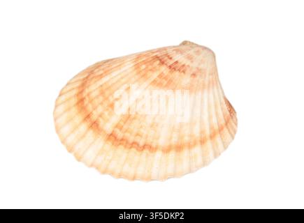 Seashell isolated on white background Stock Photo