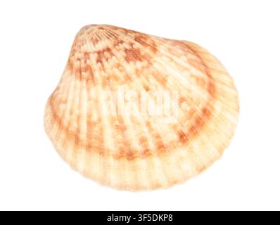 Seashell isolated on white background Stock Photo