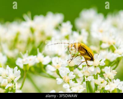 Cteniopus sulphureus, a sulphur beetle, perched on a white flower. Stock Photo