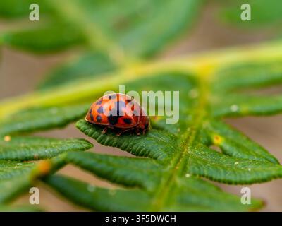 Subcoccinella vigintiquatuorpunctata, a 24-spot ladybird, perched on a bracken leaf. Stock Photo
