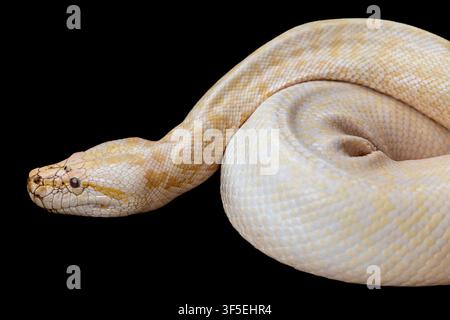 An albino Burmese python (Python bivittatus) coils calmly, its pale yellow and white pattern creating a striking look. Stock Photo