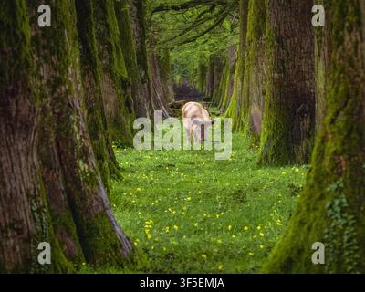 This photograph captures a vibrant, moss-covered tree alley in nature. The composition features rows of ancient trees, often lime or beech, creating a corridor effect. A single animal, likely a pig or wild boar, is visible foraging in the green, yellow-flo Stock Photo