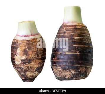 Two taro roots in set are isolated on white background with clipping path. Stock Photo