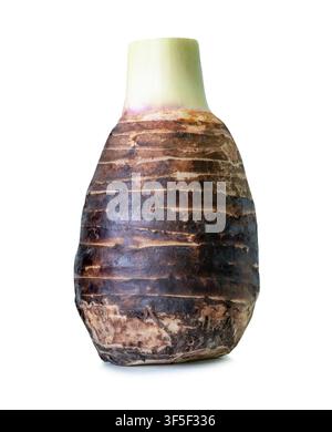 One taro root is isolated on white background with clipping path. Stock Photo